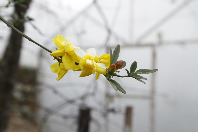 Jasmine Yellow Flower