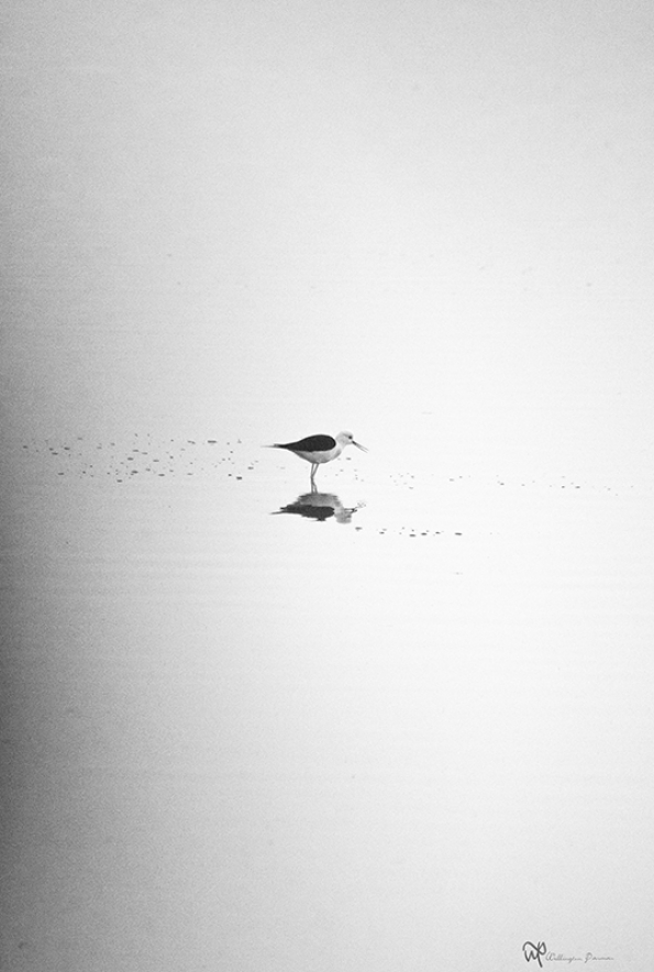 Lonely bird walking on the water