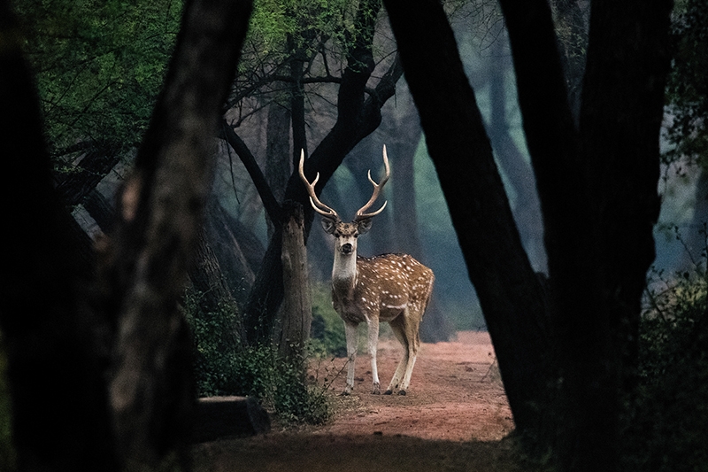 A Spotted Deer