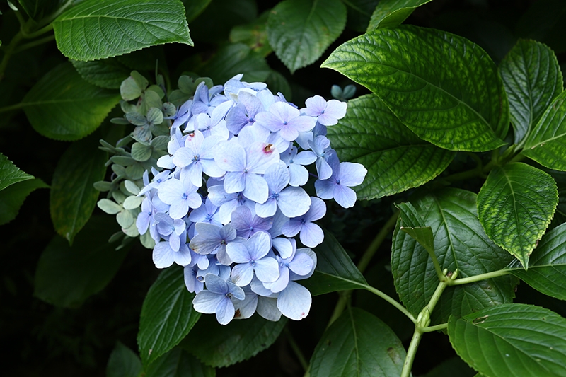 Hydrangea Blue Flower Plant