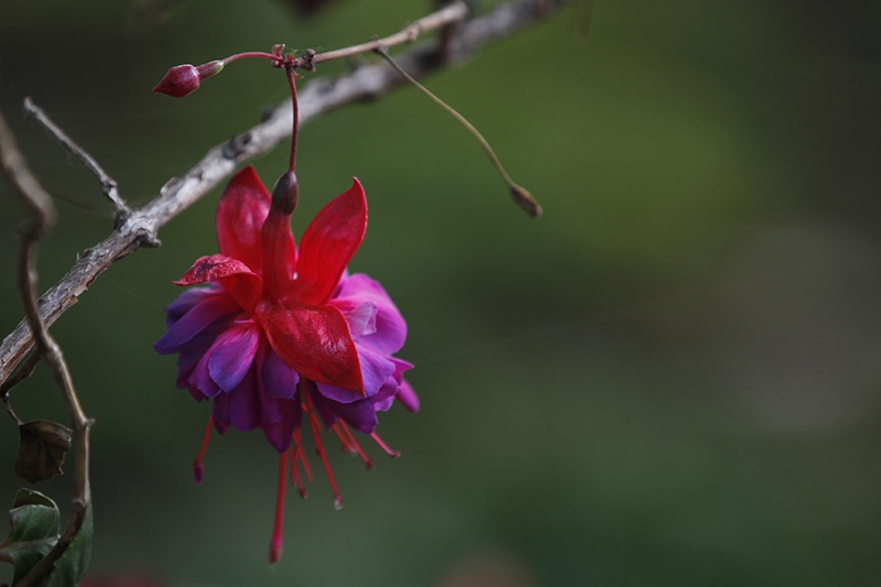 Fuchsia Flower