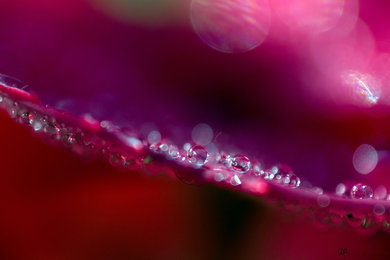 water drops on the red leaves